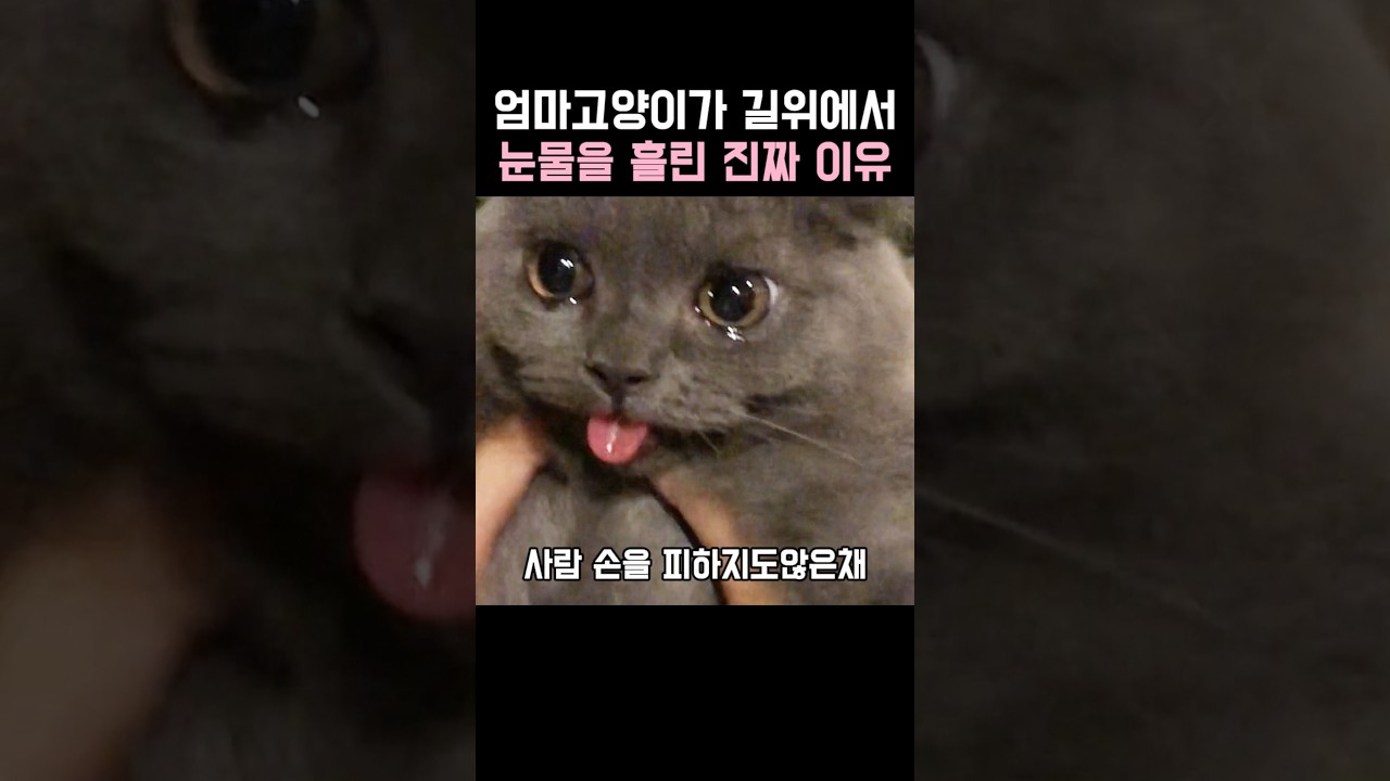엄마고양이가 길위에서 눈물을 흘린 진짜 이유