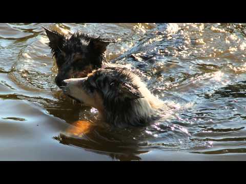 HUNDSTAGE bei AFFENHITZE - Hier "shepherds" - 1. Juli 2015