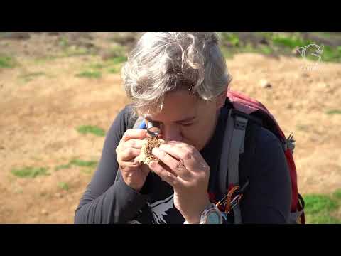 Jornal da Ilha - Parque Nacional Marinho de Fernando de Noronha completa 37 anos de criação
