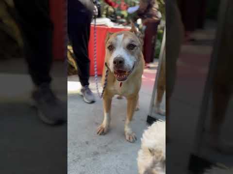 GRAMPA ALI, an adopted Pit Bull Terrier Mix in Los Angeles, CA_image-1