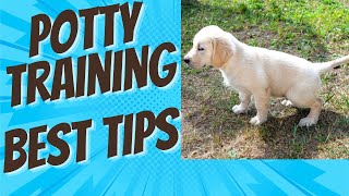 Absolutely My Best Tips on Potty Training a Puppy