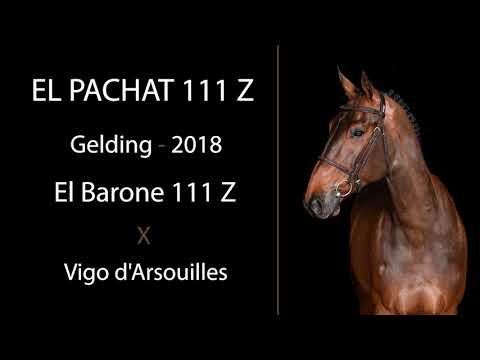 El Pachat 111 Z video