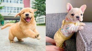 Baby Dogs - Cute and Funny Dog Videos Compilation #56 | Aww Animals