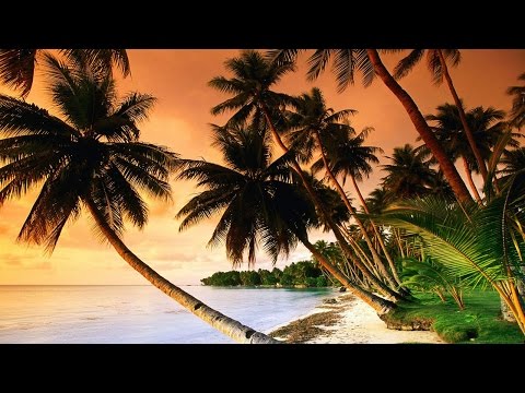 Beautiful Tropical Music & Caribbean Music & Hawaiian Music - Island Paradise 🌴