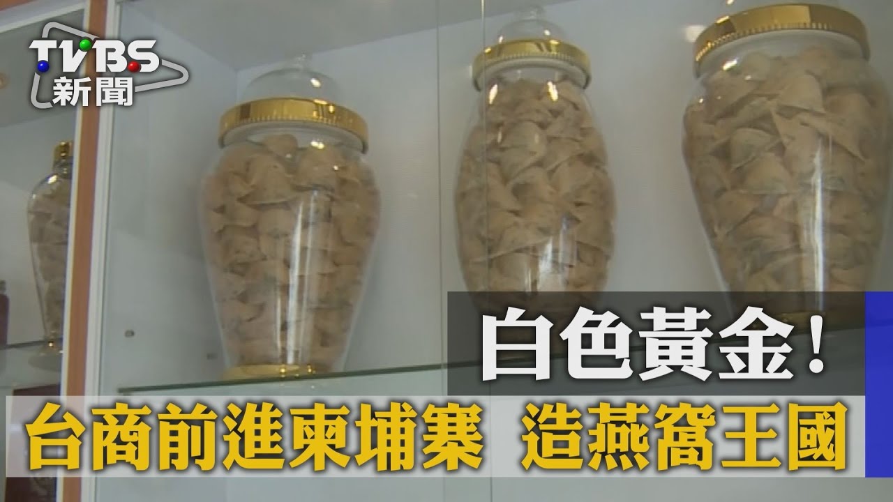 白色黃金！　台商前進柬埔寨造燕窩王國