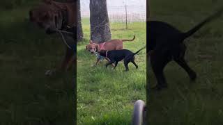 Video preview image #1 American Pit Bull Terrier-Unknown Mix Puppy For Sale in Hillsboro, MO, USA
