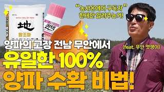 양파의 고장에서도 유일한 양파 100% 수확 비법 대공개! (feat. 무안 멋쟁이)