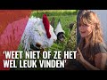 Anne maakt theater voor kippen: "'Ze zijn heel slim"