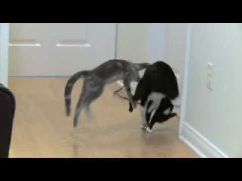 Cat Fights Slow Motion Classic