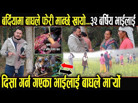 बर्दियामा बाघले फेरि मान्छे खायाे,,दिशा गर्न गएका भाईलाई बाघले मा"र्याे..यस्ताे छ  घट"नास्थल Bardiya