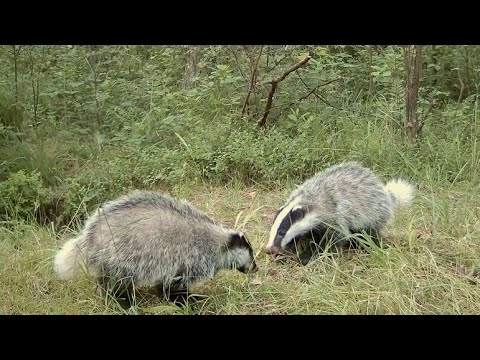 BORSUK, młode borsuki - NORA BORSUKA - JAŹWIEC - BADGER - DACHS - BORSUCZE ZABAWY