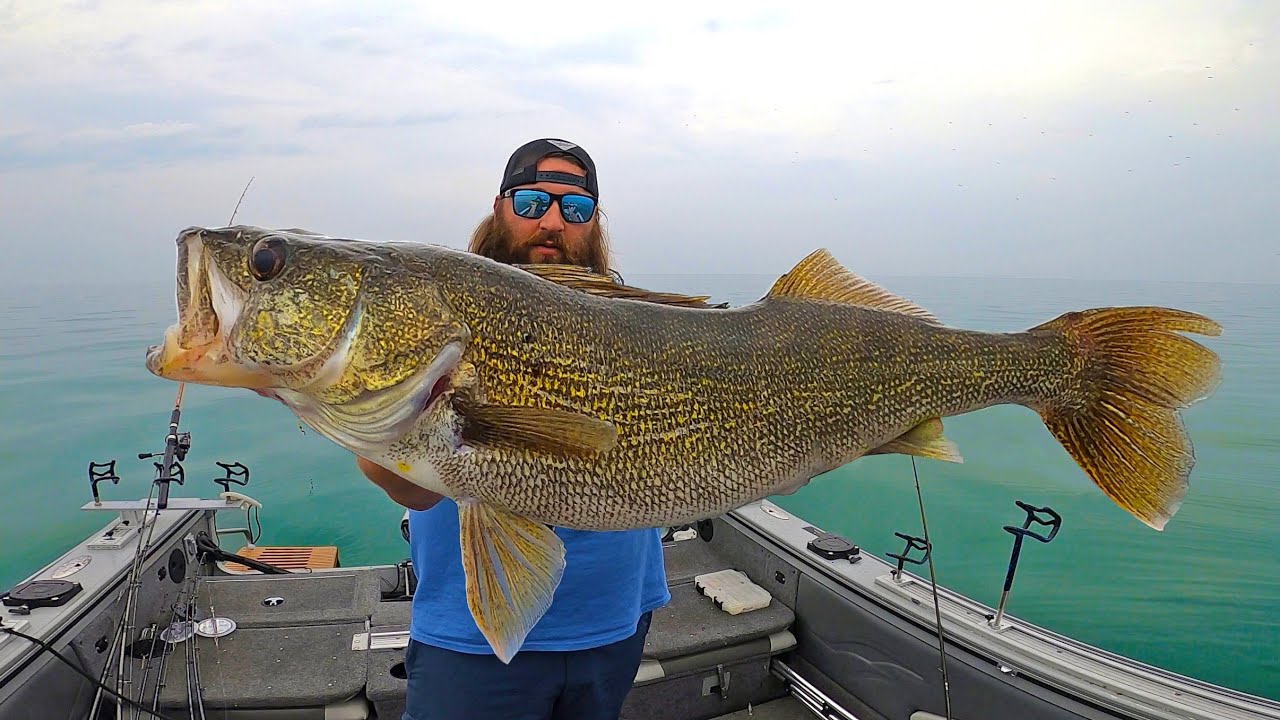 Walleye Fishing Lake Erie (CATCH & COOK)