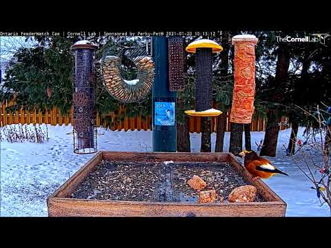 Evening Grosbeak at the feeder ~ ©CornellLab, Boreal, Ont