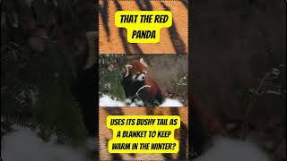 The Panda