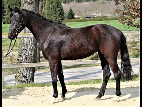 Felisha von Worrenberg, Hann, geb. 2017, Fürst Wilhelm x Don Frederic x Calypso II