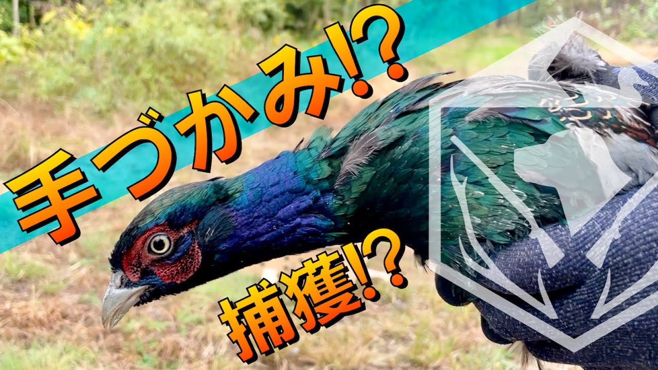 【放鳥】可愛いキジを手づかみで観察！？