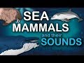 Sea Mammals and their Sounds