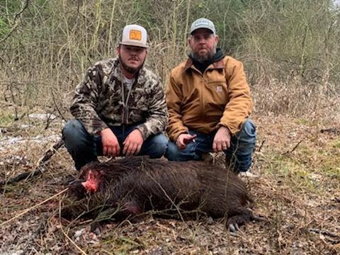Hog Hunting with Dogs