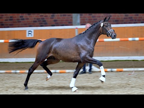 Kat. Nr. 12 - "Rheinglanz" von Helium - Couracius *2018