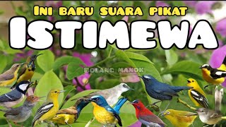 Download lagu Suara Pikat Burung Kecil Ribut Kombinasi Sirtu Kejepit mp3