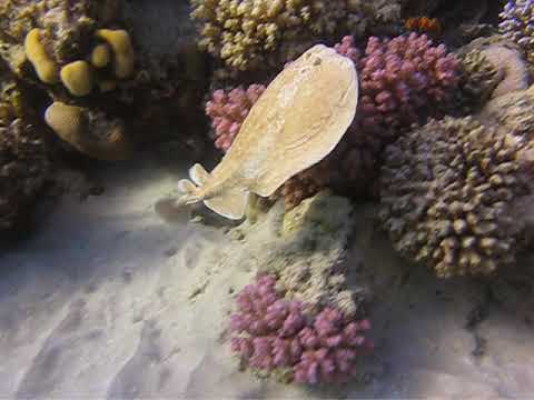 Scuba Diving Somabay Torpedo Ray  with Tarek Support Tourism in Red Sea Egypt