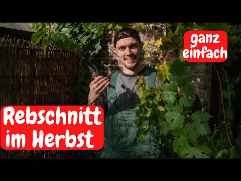 🍇 Weinreben vor Winter richtig schneiden