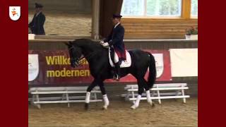 Video of Don Crusador