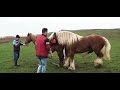 Very Big Horse Mating Animal Mating Video