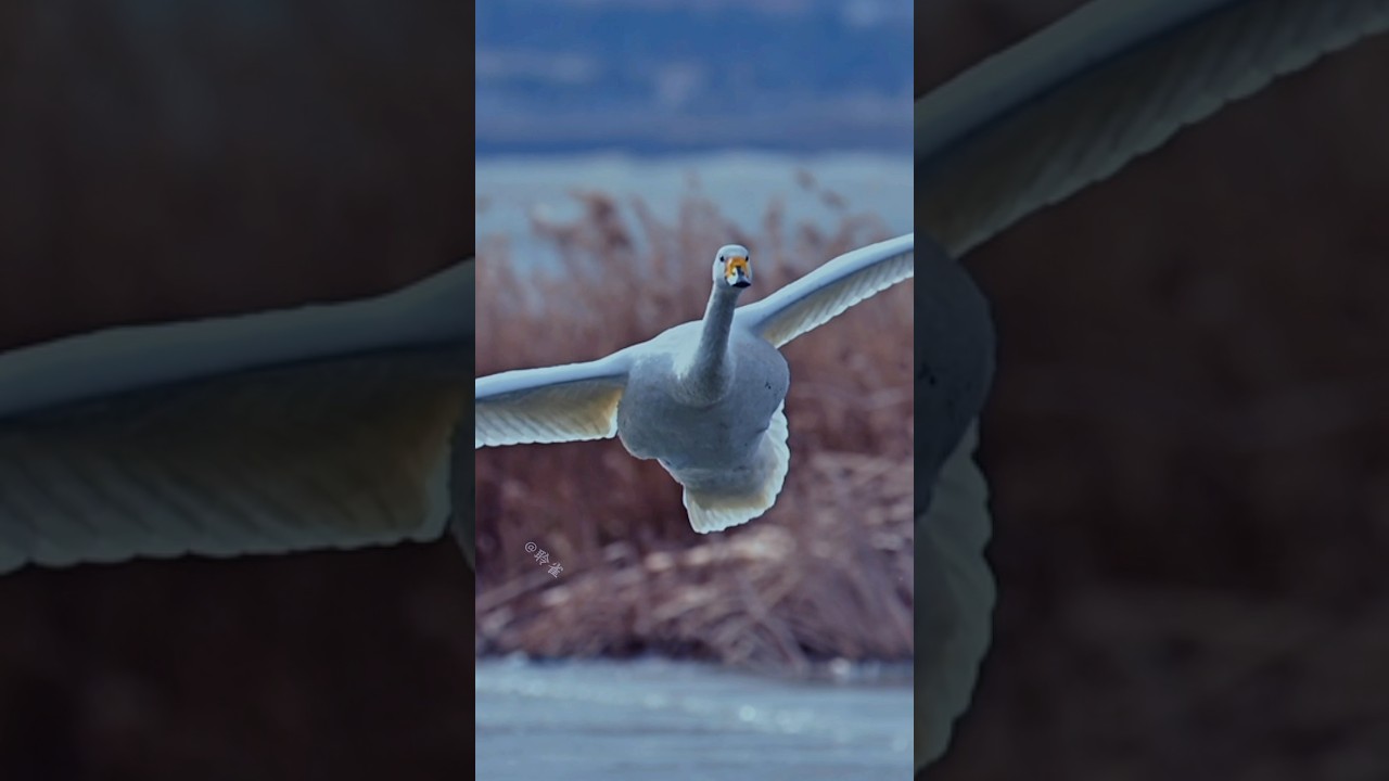调皮的天鹅把脚藏起来，导致一场失败的降落，尴尬 #birds #animals #wildlife