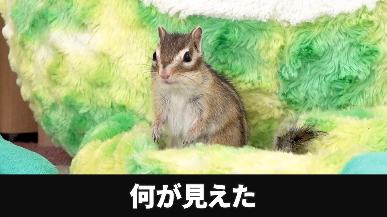 へやんぽ中にいきなりフリーズするシマリスモモさん