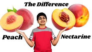 Peaches vs. Nectarines - THE DIFFERENCE