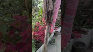 Download lagu Ka Nu pangar huan mp3