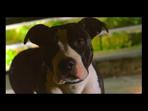 Silla - Percy Fawcett [Prod. Jack The Smoker] OFFICIAL VIDEO