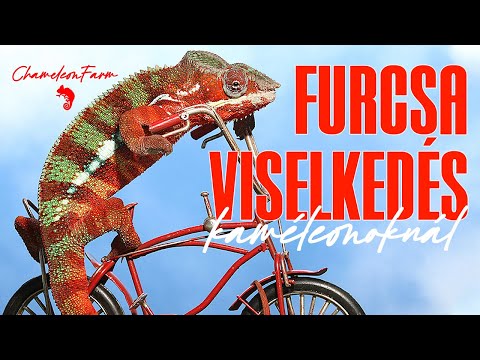 ChameleonFarm - Furcsi a kamcsi? Furcsa viselkedés kaméleonoknál - explained