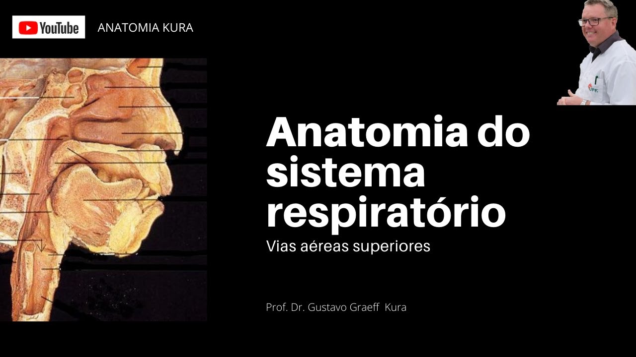 Anatomia do sistema respiratório (vias aéreas superiores).