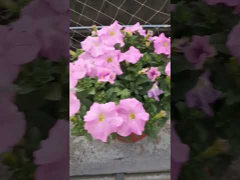 Pitunia flowers.. full video upload 17 dec..