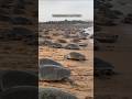 5 7 Lakhs Turtles Came Every Year Odisha Facts Knowledge Savenature Youtubeshorts
