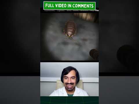 From HAVING a pet to BECOMING one - SCP 1437