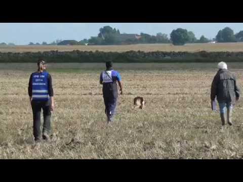 2014 FCI-IPO WC 追求オリーブ