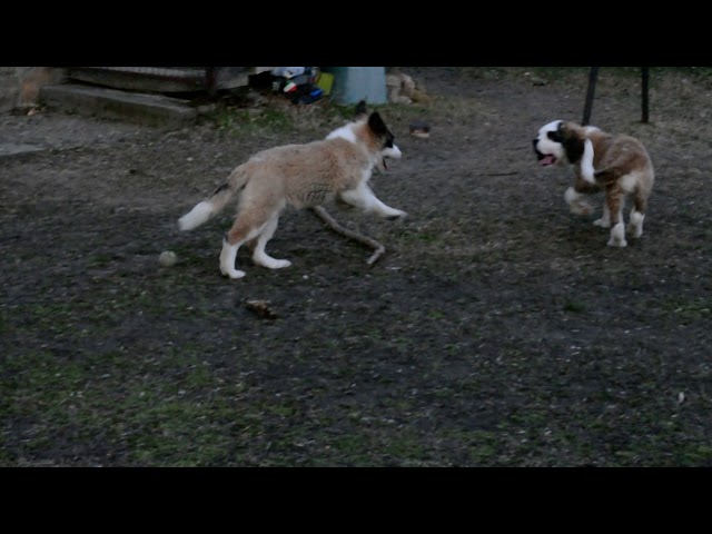 San Bernardo cachorro en venta