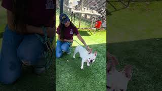 Video preview image #1 French Bulldog Puppy For Sale in Pasadena, CA, USA