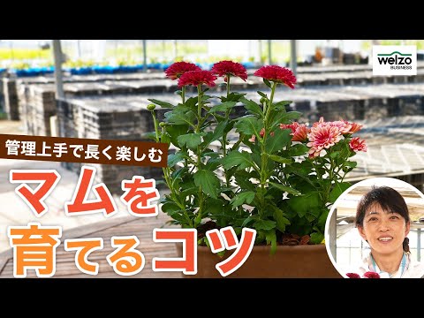 園芸 上手に根を張る秘訣