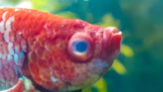 CLOUDY EYE - Betta Diseases, Treatments and Prevention #2