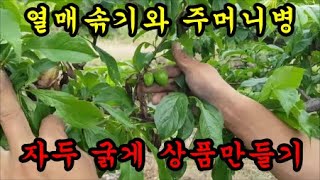 자두 굵게 만드는방법과 열매솎는방법 주머니병에 대해서 이야기