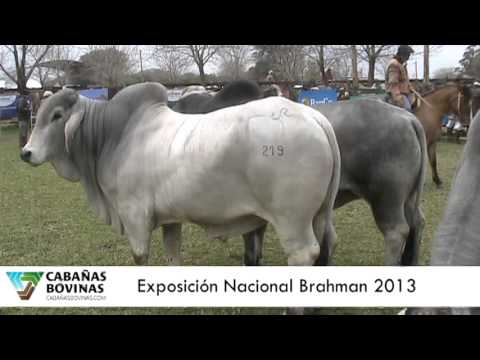 Cabañasbovinas.com - Juan Guiroy