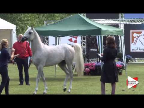 N.231 BESS ONASSIS - Bruges 2015 National - Colts 2-3 years old (Class 4)