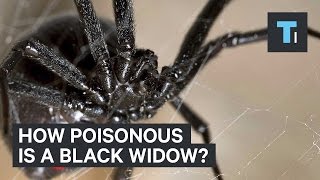 How poisonous is a black widow?