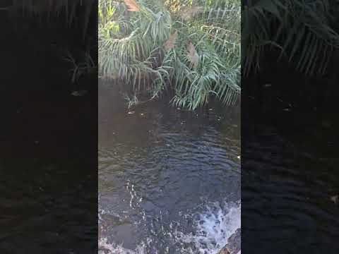 Voces de la naturaleza. Balneario de San Blas de los Sauces en La Rioja 