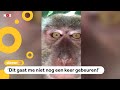 Brutale aap steelt telefoon en maakt selfies