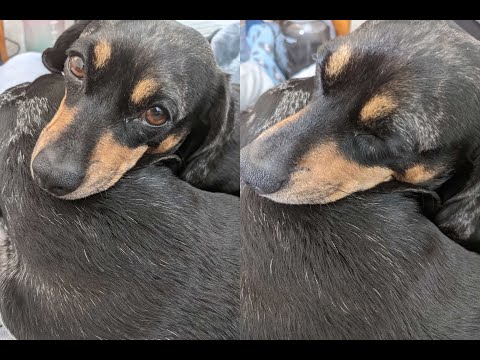 Looking After Sausage Dogs For The Week